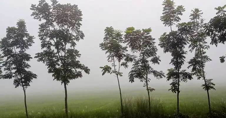 কুয়াশার চাদরে ঢাকলো পঞ্চগড়